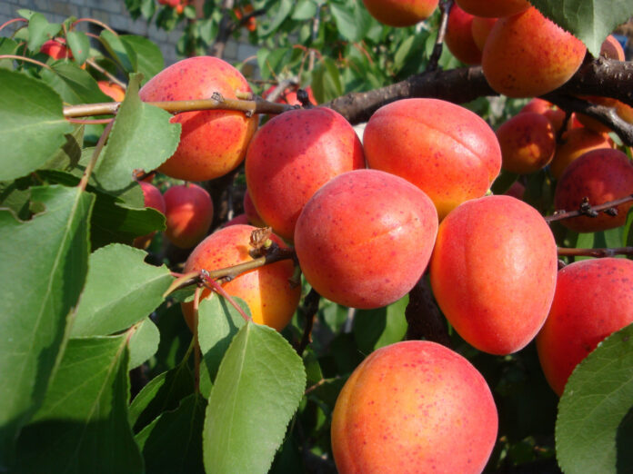 Лучшие сорта плодовых деревьев для средней полосы России