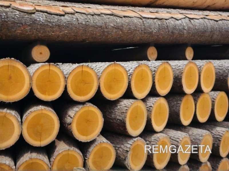 Выбор породы дерева для декоративных уголков: что учитывать